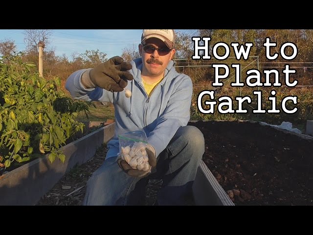 How to Plant Garlic in a Raised Bed