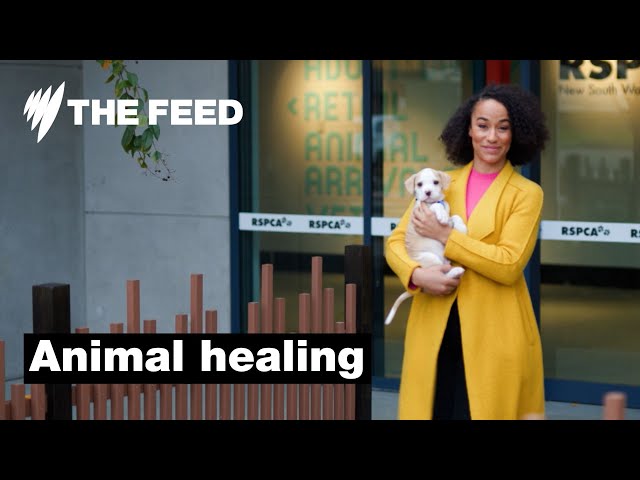 Using animals for mental health treatments | SBS The Feed