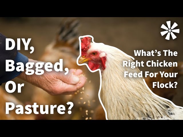 Types of Chicken FEED: Bagged vs DIY vs Pasture 🌽