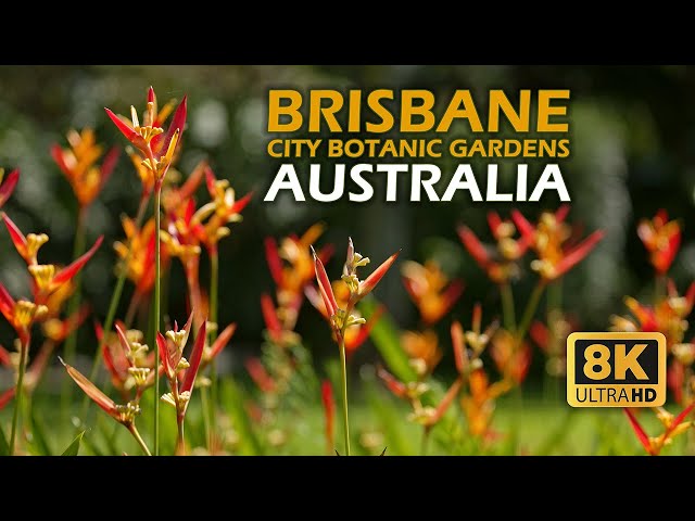 Brisbane City Botanic Gardens: A Scenic Oasis In The Heart of the City [8K]