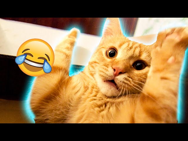 Cats Are Jerks: Funny Cat Voiceovers