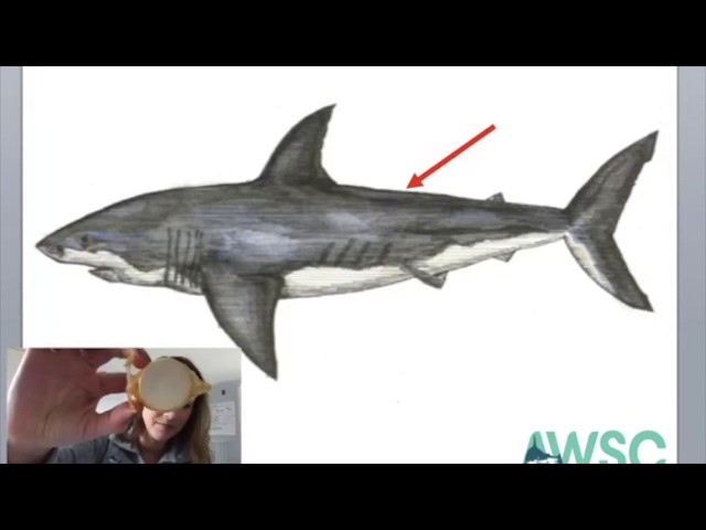 Shark Characteristics