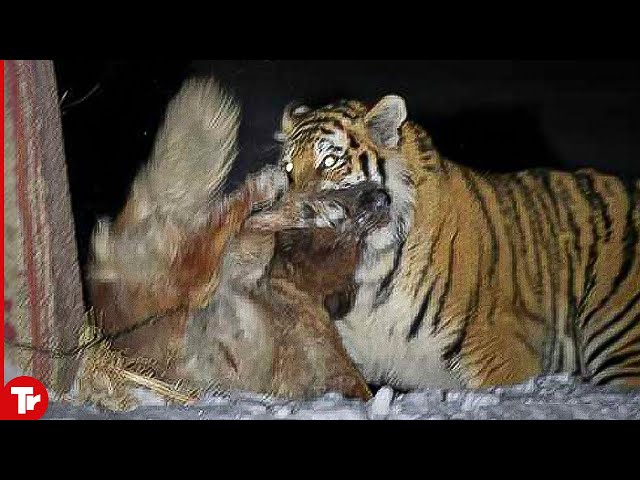 Tiger Drags Dog and Kill It on Camera
