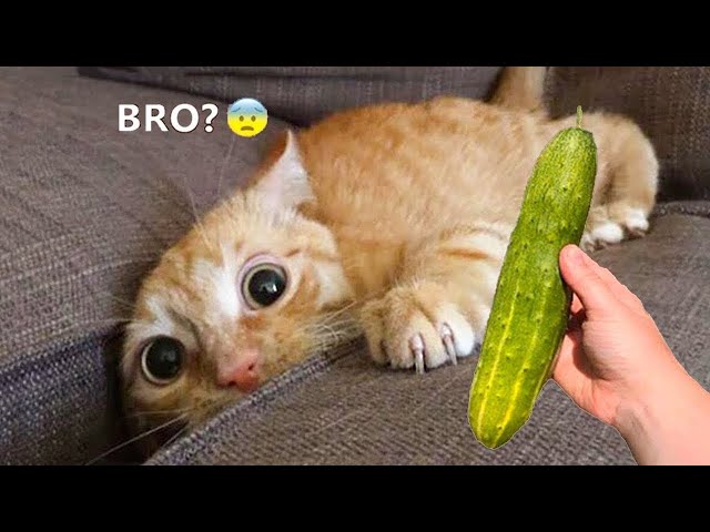 Funniest Cats and Dogs 🐱🐶TRY NOT TO LAUGH PT.1