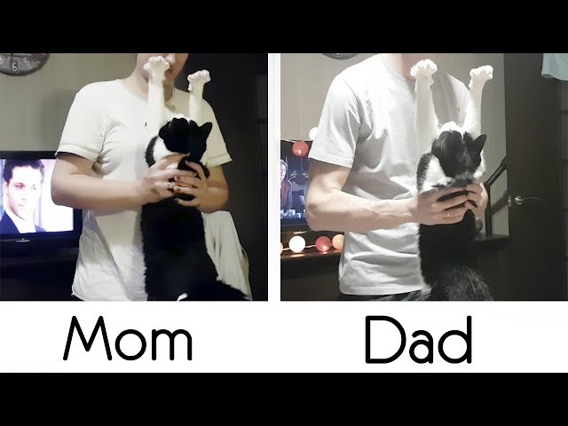 The love of a cat to mom and dad. Differences
