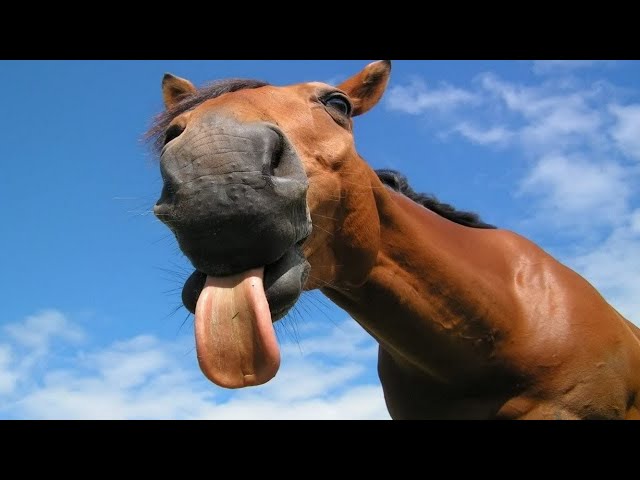 Cute And Funny Horses Compilation