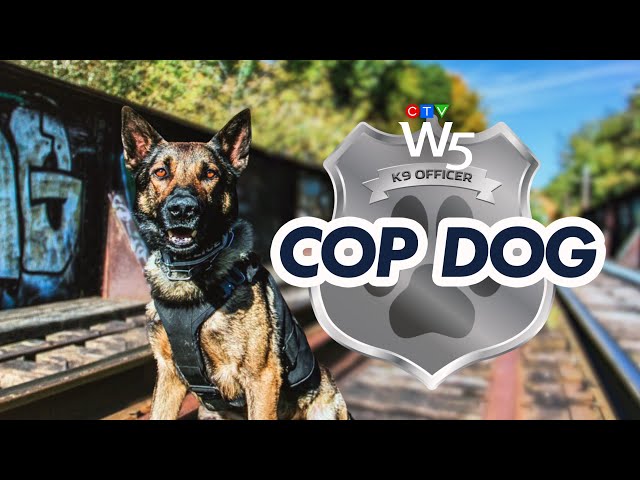 W5: Sniffing out crime with a special police dog