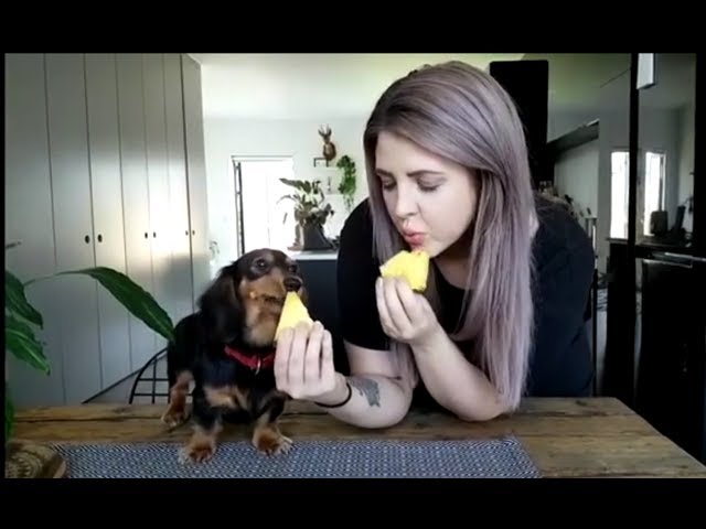 12 More Cute and Funny Dachshund Videos Instagram | Sausage Dogs Videos try Not To Laugh Compilation