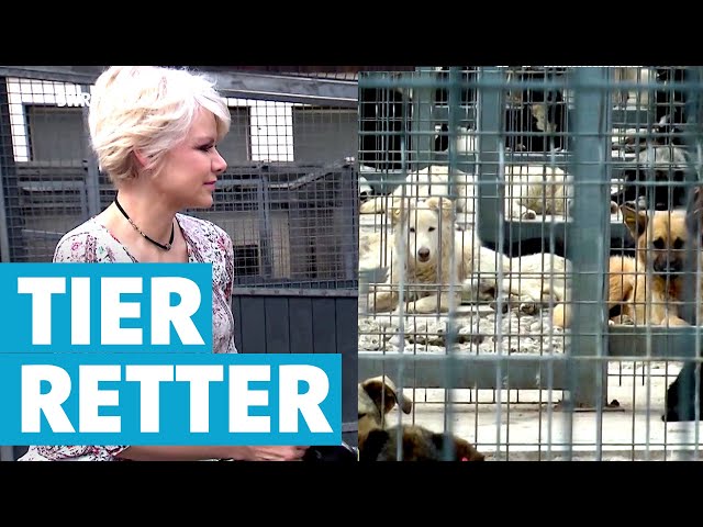 Unterwegs mit der Tierrettung: Tatjana Gessler hilft Tieren in Not