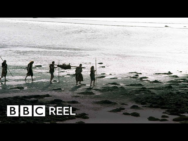 Was this humanity's biggest mistake? - BBC REEL