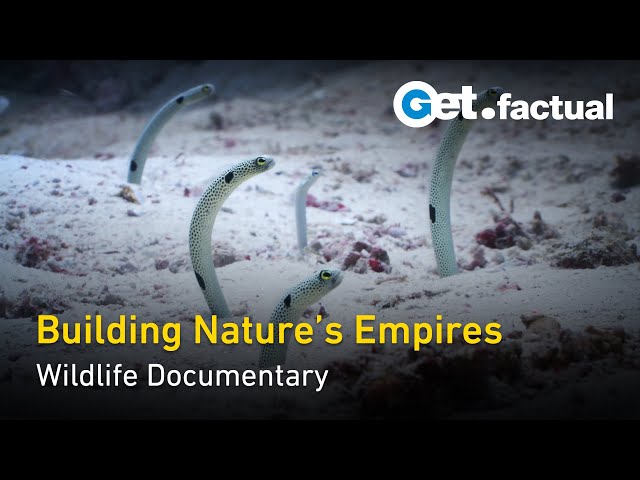 Wild Engineers: Crafting Animal Kingdoms | Wildlife Documentary