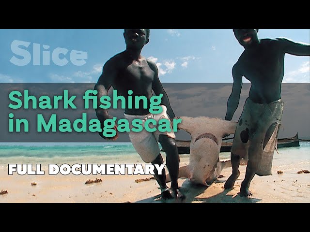 Shark fishing in Madagascar I SLICE I Full documentary