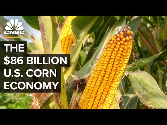 Why The U.S. Government Is (Still) Obsessed With Corn