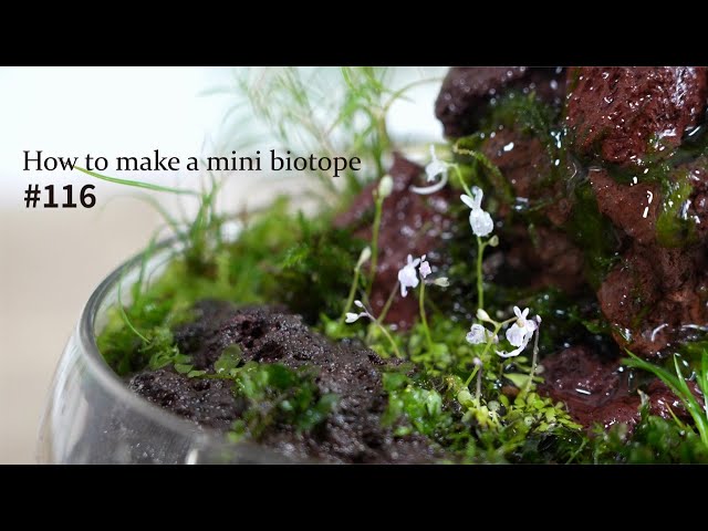 How to make a mini biotope to grow indoors #116