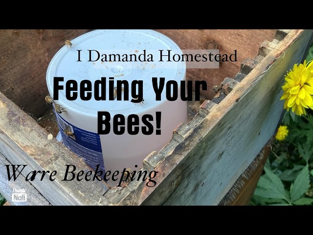 Feeding your Warre Hive; How and How Much!