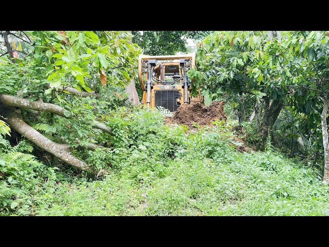 Reviving a Long-Abandoned Plantation Road with D6R XL Bulldozers