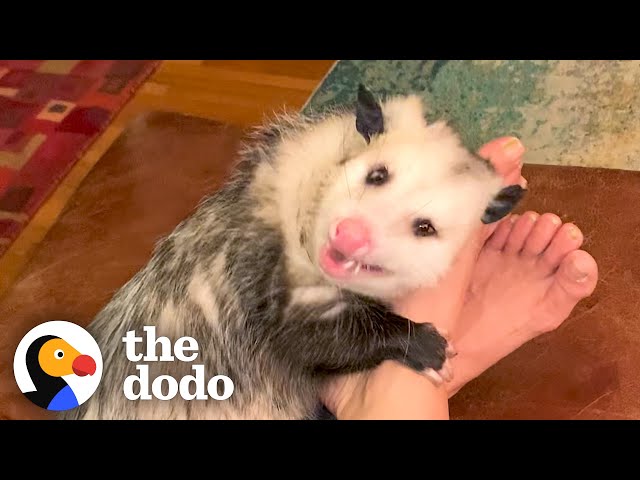 Opossum Covers His Mom's Face In Kisses | The Dodo Little But Fierce