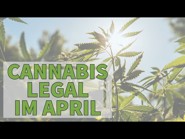 STATEMENT ZU ECKPUNKTEPAPIER - Cannabis Homegrow Gesetzesentwurf im APRIL!
