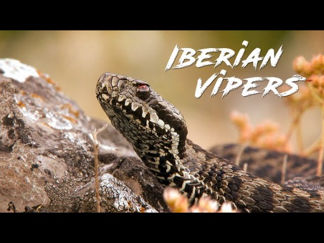 Deadly Serpents Of Europe: A Close Encounter With Iberian Vipers, WATCH ‘Iberian Vipers’ on DocuBay