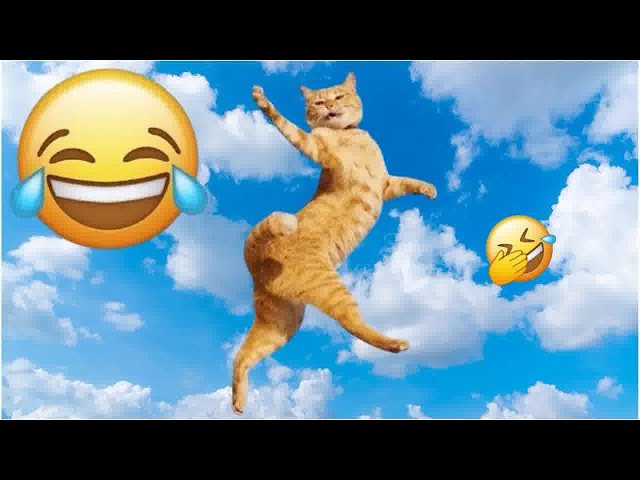 Funny Cat Video Compilation😁World's Funniest Cat Videos😻Funny Cat Videos Try Not To Laugh Part 11