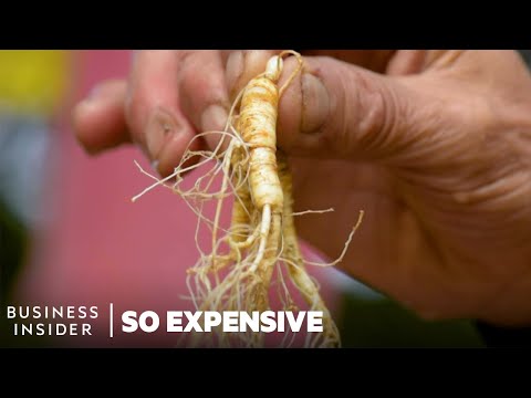 Why Wild Ginseng Is So Expensive | So Expensive