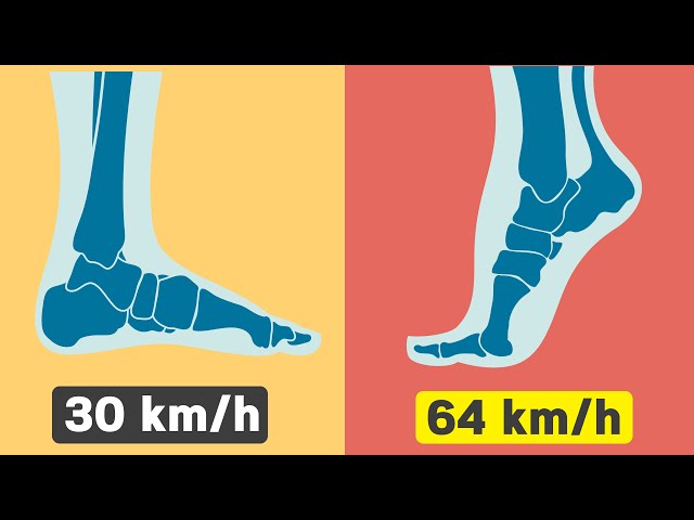 How Fast Humans Can Theoretically Run