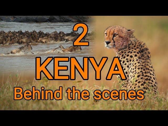 Behind the scenes KENYA 2, Nakuru and Masai Mara safari, car stuck, Brown house snake, herping Kenya