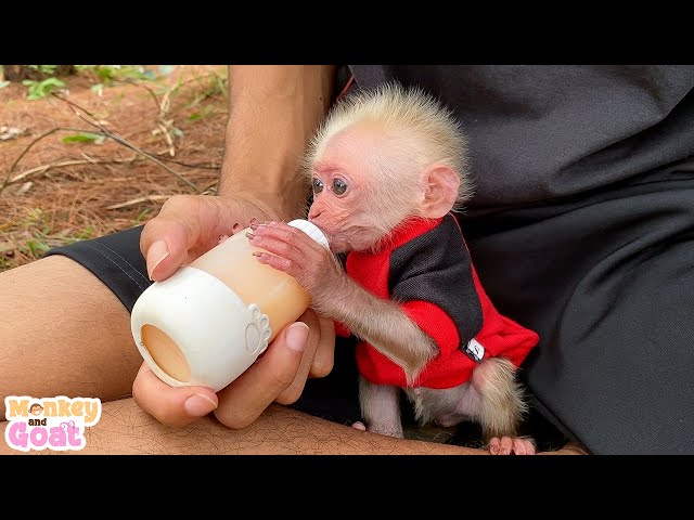 Baby monkey BiBi knows to hold a milk bottle