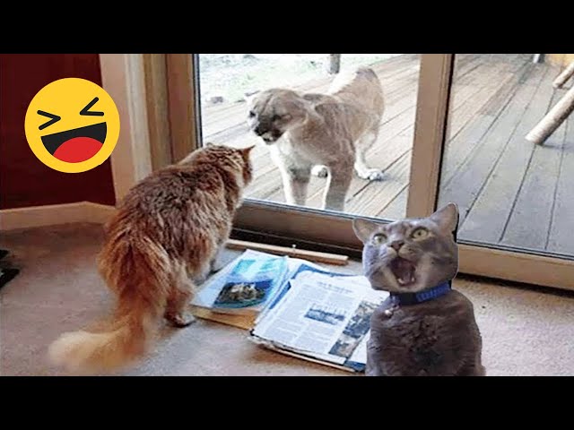 Funniest Cats and Dogs Videos Compilation 2023 🐶😻 #3