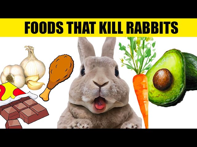 14 Foods That Will KILL Your Rabbit