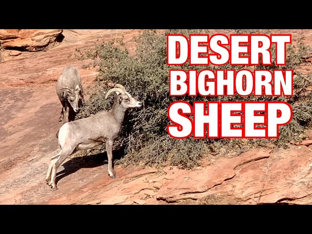 Bighorn Sheep In Zion National Park!!! The BEST Place To Find Them