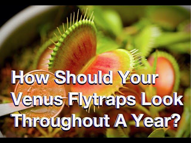 How Should Your Venus Flytraps Look Throughout A Year?