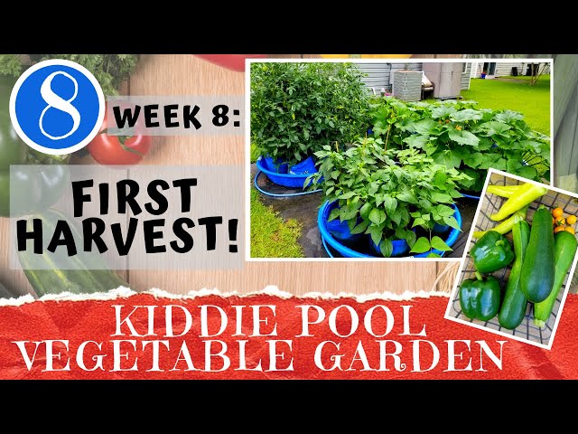 KIDDIE POOL VEGETABLE GARDEN - Week 8: First Harvest & Pool Drain Plug Install | Container Gardening