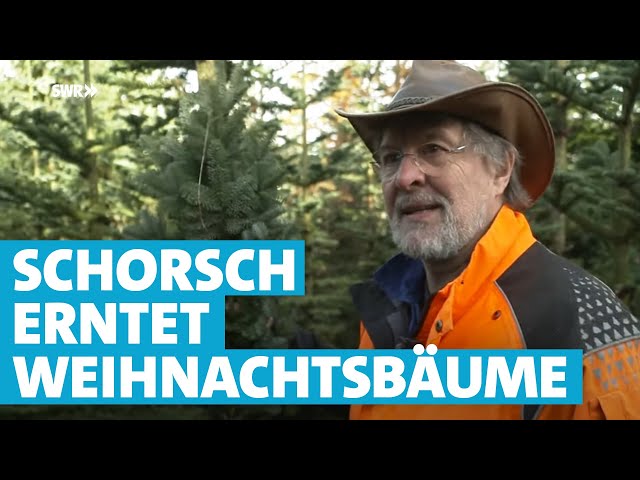 Bei der Weihnachtsbaumernte mit Fichten-Schorsch in der Eifel