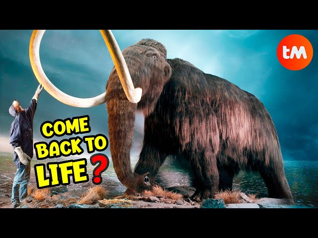 10 Things You DIDN´T KNOW About MAMMOTHS