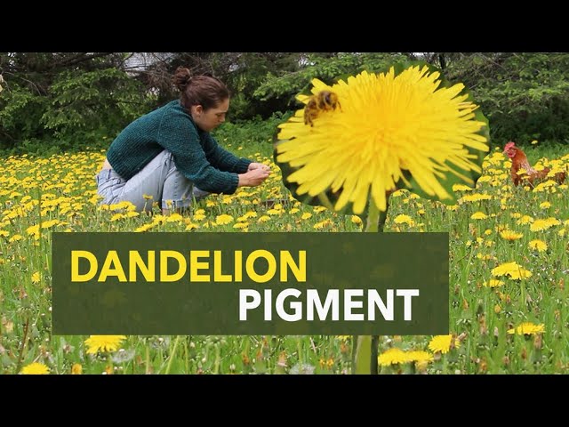 I made pigments with DANDELIONS