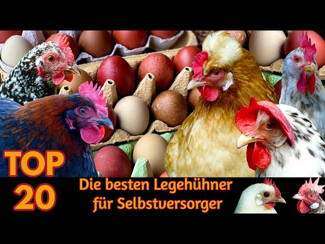 TOP20 Die besten Hühnerrassen für Selbstversorger - Alternative Hühner die viele Eier legen 2022