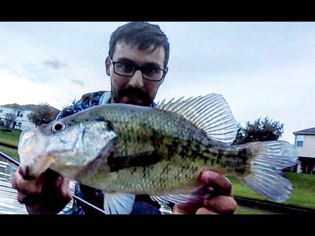 These CRAPPIE are STACKED around shallow cover!