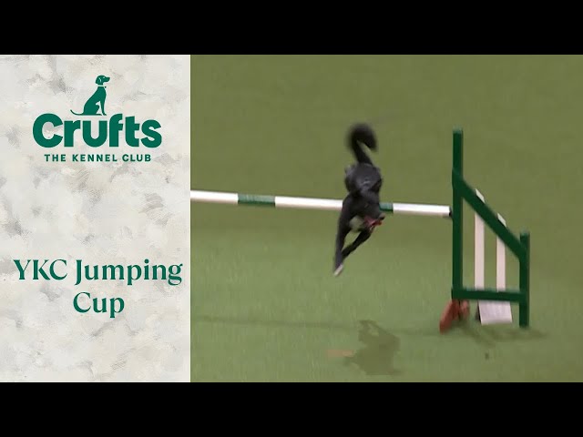 Young Kennel Club Jumping | Crufts 2024