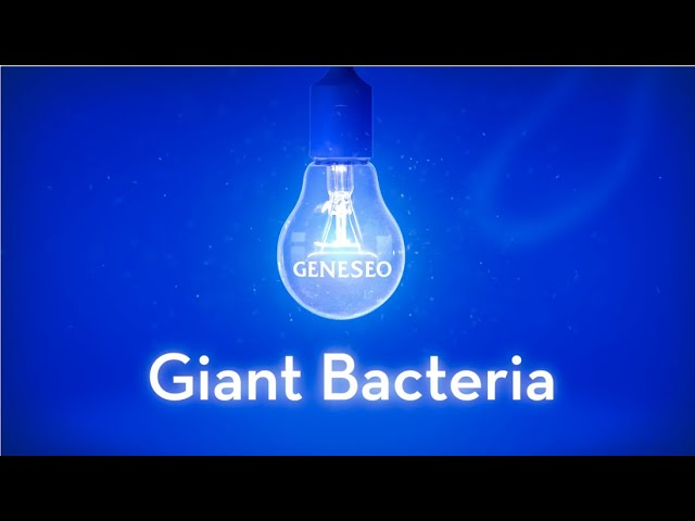 Knight Lights – Giant Bacteria