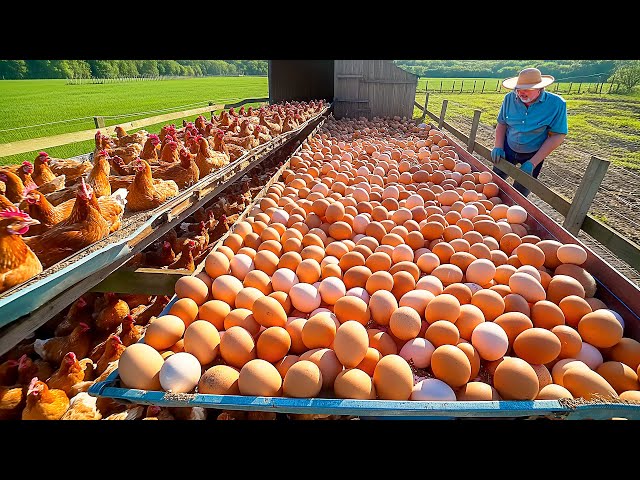 How American Farmers Produce 100 Billion Eggs Every Year