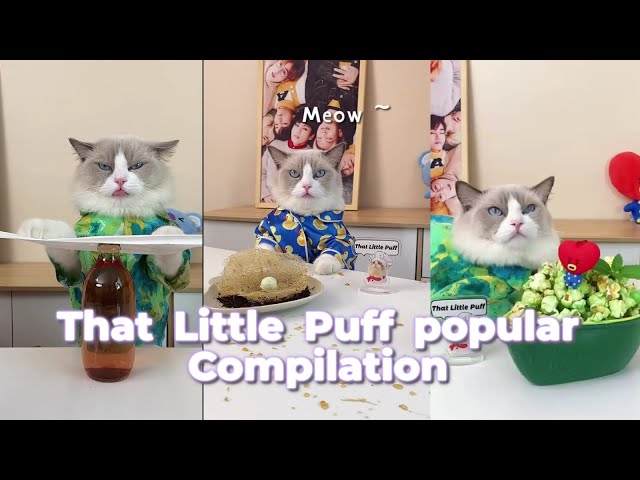 That Little Puff Compilation | the most popular collection2 #thatlittlepuff #catsofyoutube