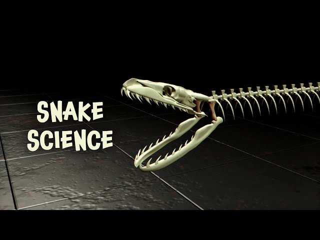 Snake Science | The Serpent King