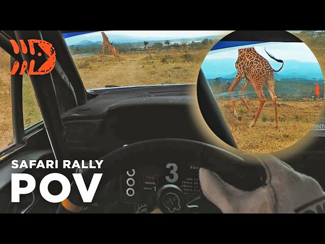 GIRAFFE ON THE STAGE! Safari Rally POV Helmet Cam 4K - Sean Johnston