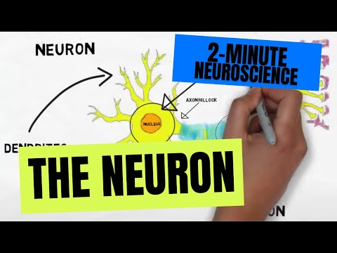 Neuroscience fundamentals