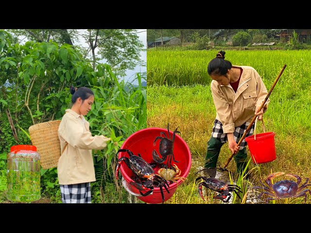 The girl makes pickled vegetables - goes to the fields to scoop up fish and crabs to cook