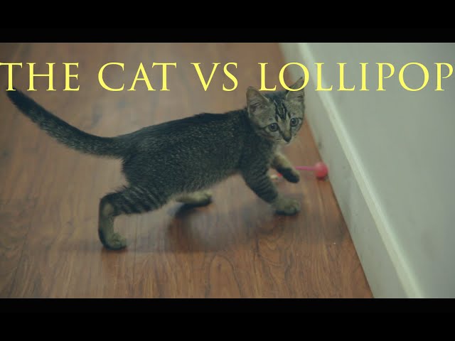 CAT VS LOLLIPOP | STRESS RELIEF FUNNY VIDEOS #11