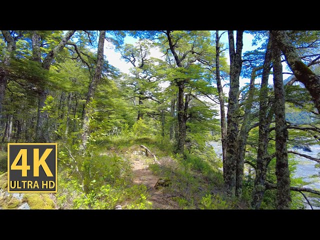 Sunny Mountain Forest Nature Walk 4K (With Ambient Nature Sounds And Music)