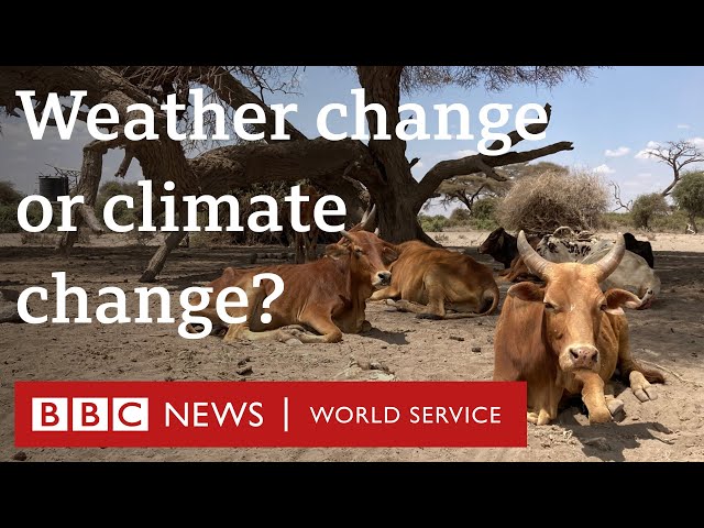 When does weather change become climate change? - BBC World Service