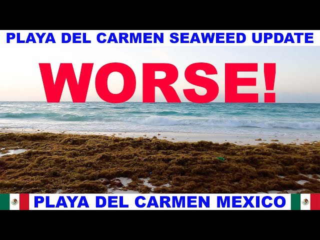 PLAYA  DEL CARMEN BEACH SEAWEED UPDATE - THE SEAWEED IS GETTING WORSE!